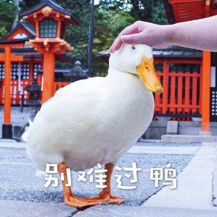 可爱的沙雕表情包,多么可爱的人会使用呢