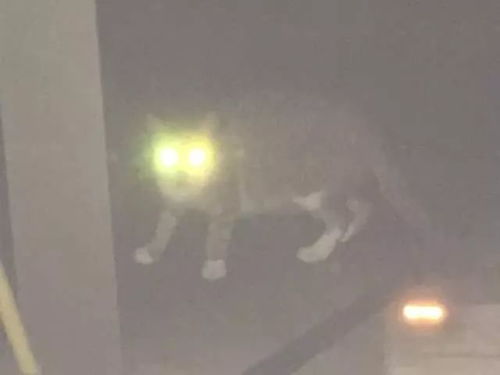猫咪神表情摄影大赛,这些表情太搞笑了