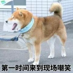 魔性狗子表情包全属精品