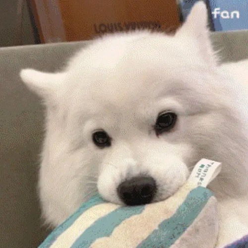 萌宠头猫咪二哈