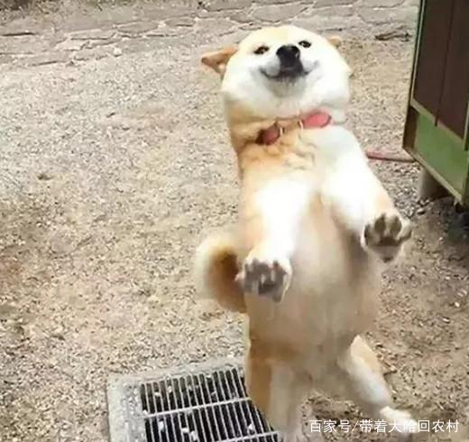 柴犬实力拒绝,说不走就不走的个性汪,炖狗肉汤也不走