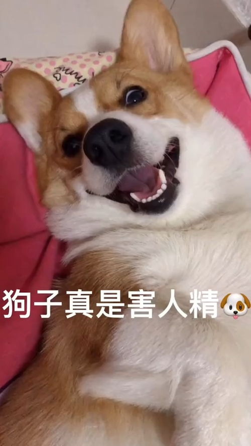 柯基的表情太搞笑了,真的好傻