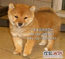 广州哪里有卖柴犬广州柴犬价钱家有宠物论坛