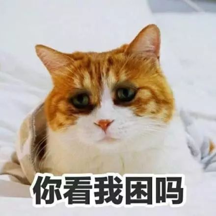 一大波猫咪表情包,总有一款适合你