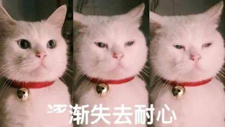 又双叒叕被猫骗了动物界的桌面清理大师竟然是个避障王者