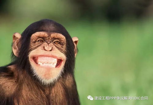 忠声月首特供pppbotepcdbdbo人类和老鼠为什么90基因相同