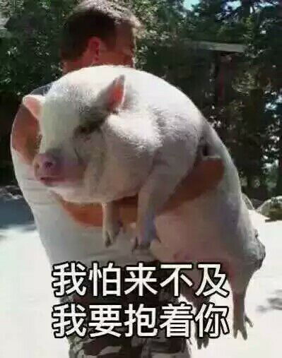 搞笑表情包下载猪猪