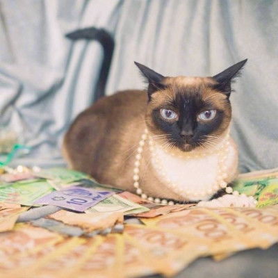 可爱又搞笑的小猫咪头像招财猫咪好运微信头像