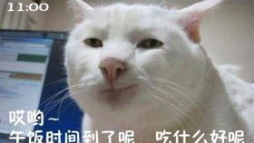 咦,怎么会有一堆主子快递到我这里