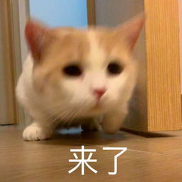 e句话看天下丨放过lucas吧