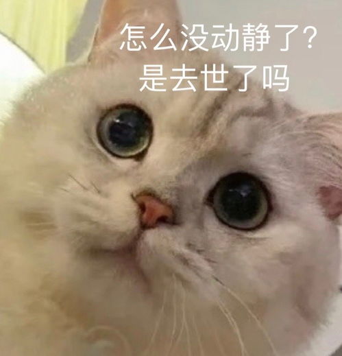 萌宠表情包这是哪来的野鸡