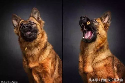 努力的表情包搞笑图片狗狗