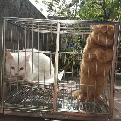 橘猫上一秒对着白猫怒吼,下一秒见主人来了就委屈巴巴,心机猫