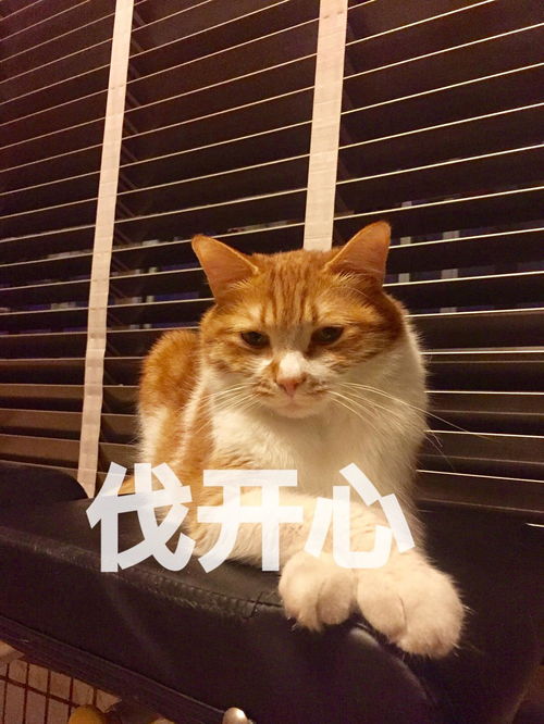 睡觉搞笑表情包猫咪