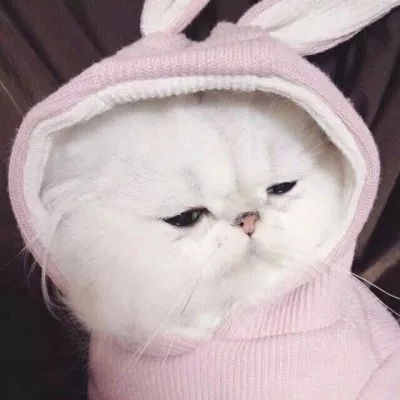 情侣头像一人一猫卡通