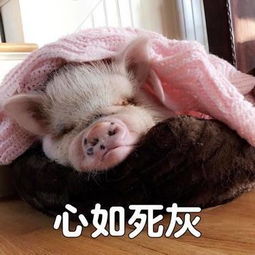 吸猪表情包