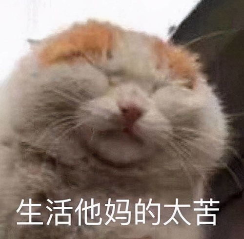 斗图表情包合集好难过哭死算了