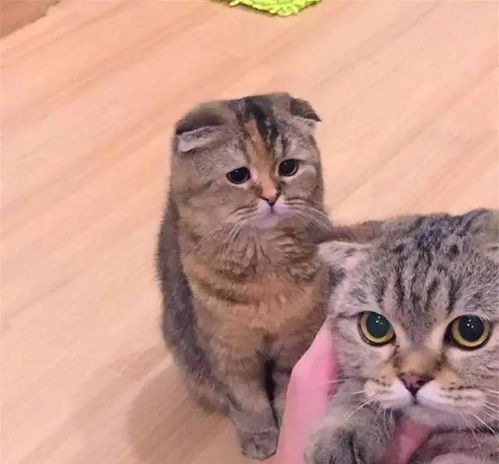 猫咪本喵受到的委屈,没有人会知道