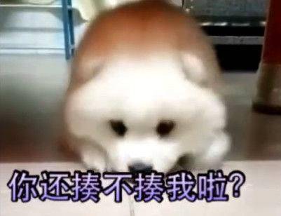 狗狗犯错被主人训斥了几句,生气的躲桌底不肯出来了,热门表情包