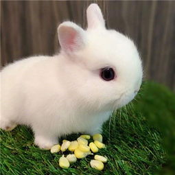 qq萌萌哒小白兔头像大全最新版人还是漂亮一点的重要