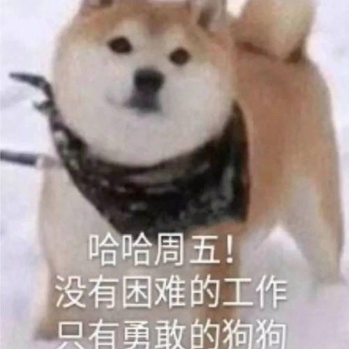 动物头像第7期快乐狗狗表情包头像,勇敢狗狗,不怕困难,冲呀腾讯新闻