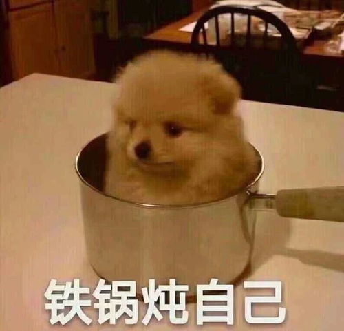 狗狗搞笑表情包来了不打算让自己可爱点吗教你转成微信表情包
