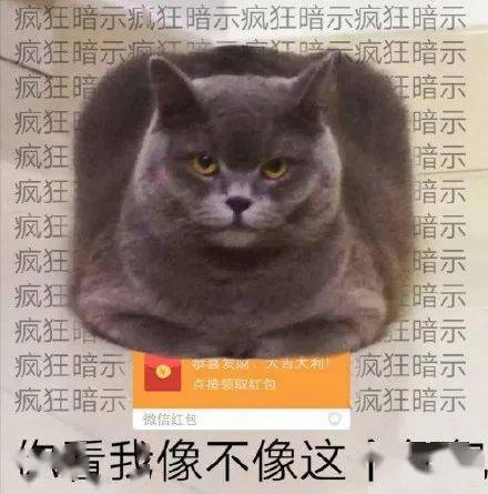 快保存最适合过年搞钱的99个猫表情包