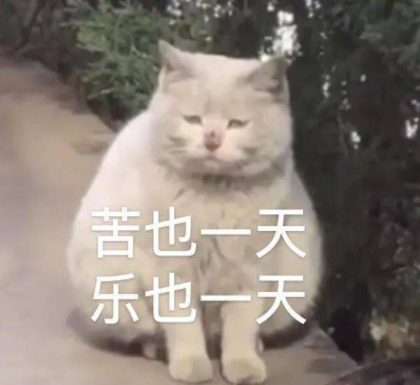 今日份沙雕表情包大全