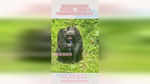 游客给猩猩饮料不慎砸到,顿时生气,喝完后的表情游客放心了