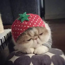 微信头像可爱猫咪微信头像