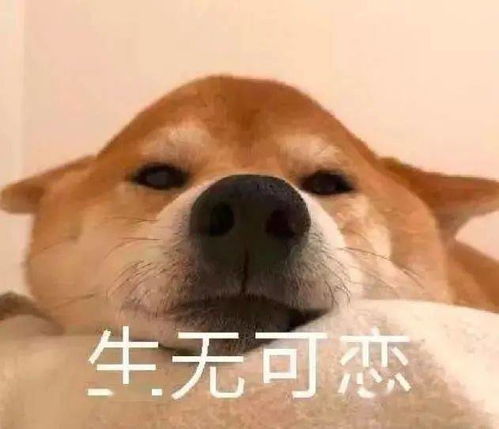 搞笑表情包斗图气泡狗