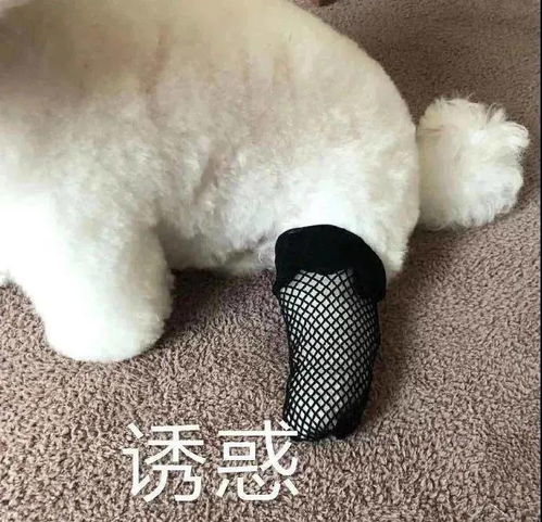 斗图专用搞怪表情包