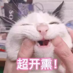 猫奴必看宋代人是如何宠爱猫咪的