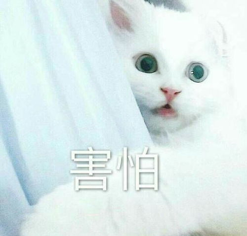 这是一条可爱搞怪的表情包合集