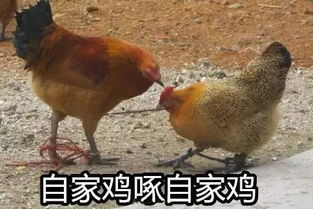 鸡年到了,这全套鸡年表情包,您要收到起