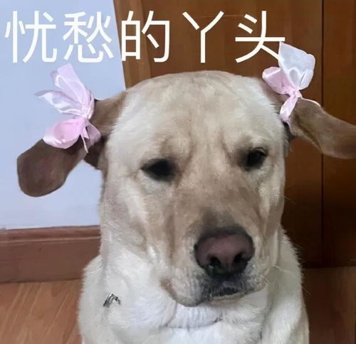 表情包,原来爱意太明显会把人推更远