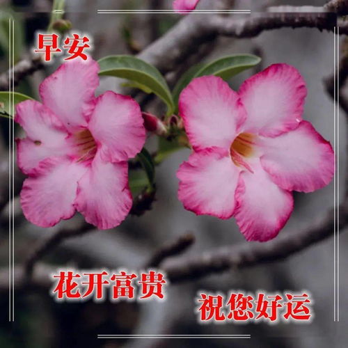早上好问候语图片大全,最美早安祝福语唯美表情