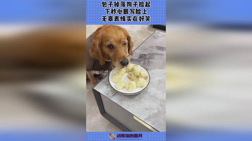 包子掉落狗子捡起,下秒心眼写脸上,无辜表情实在好笑