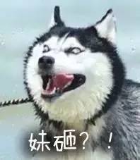 哈士奇表情包