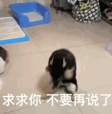 猫咪可爱表情包动态罗文姬表情包表情包沙雕表情包大全
