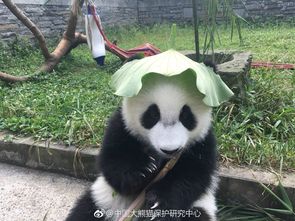 大熊猫被带绿帽子,滚滚内心os终于身上有颜色了
