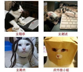 化身萌猫游戏从业人员搞笑表情图猫版
