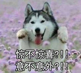 四通说二哈表情包来袭,超魔性智商令人堪忧啊