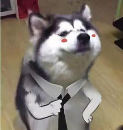 搞笑表情文字狗狗