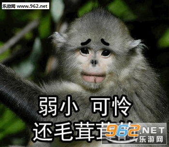 笑容逐渐凝固猴子图片我这一jio下去你可能会死猴子表情包下载乐游网游戏下载