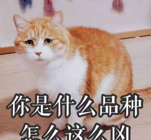 有哪些猫咪活成了表情包求这些猫咪的心理阴影面积