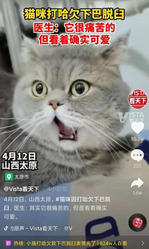心疼又好笑猫咪打哈欠致下巴脱臼