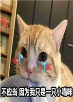 不应当因为我只是一只小猫咪表情包好玩吗不应当因为我只是一只小猫咪表情包怎么玩用户评论