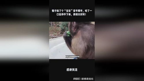 猴子捡了个宝贝爱不释手,咬了一口后停不下来,表情太好笑