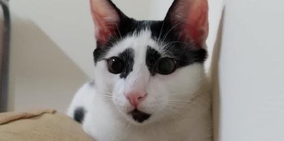 网友领养了一只可怜的小奶牛猫,越长越潦草,帅锅你眼影谁画的